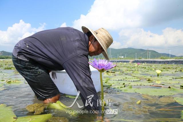 浙江宁波：百亩香水莲 “六产”试验田