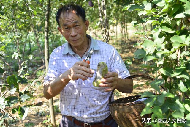 河南农民种植“北方白香蕉”，从野生到大田培育成功，耗时8年