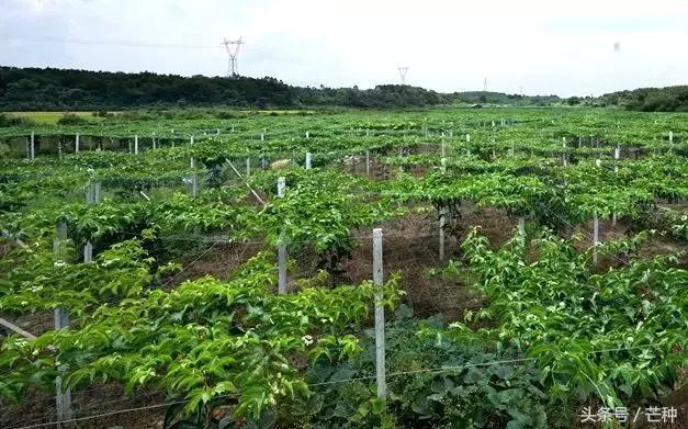 鸡蛋果栽培技术！