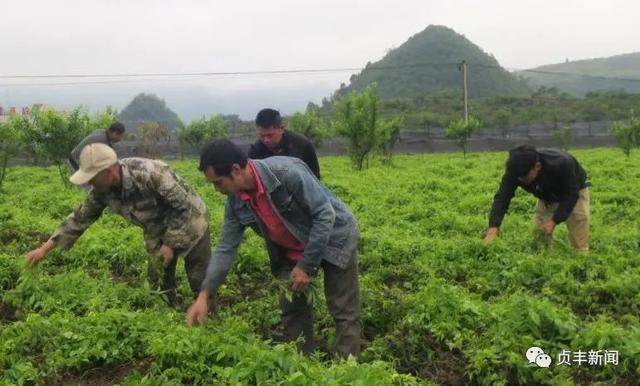 「奋斗百年路 启航新征程·同心奔小康」龙场村：种植三叶青铺就致富路