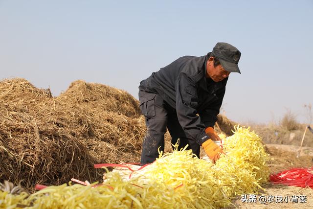 韭黄是怎么种植出来的？韭黄有哪些种植技巧和管理技术要点？