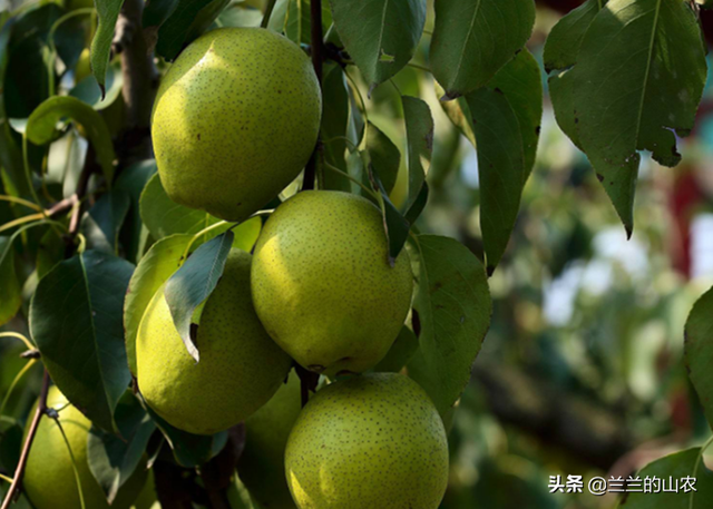 香水梨如何进行种植，营养价值有哪些，这些小技巧你知道吗