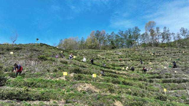 四川青川：白茶迎来采摘期 四省六县共谋发展