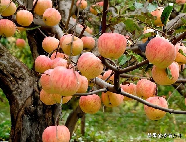 果树栽培的秘密：如何种植健康丰盛的水果树