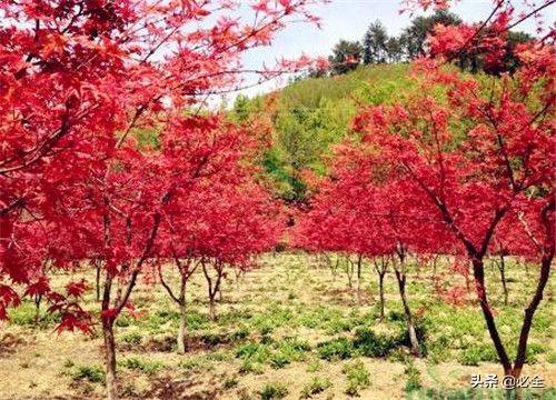 美国红枫种植赚钱吗？种子怎么种植？