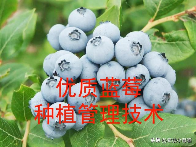 蓝莓栽培实用技术（二）：如何选地改土、满足冷温量、培养菌根？