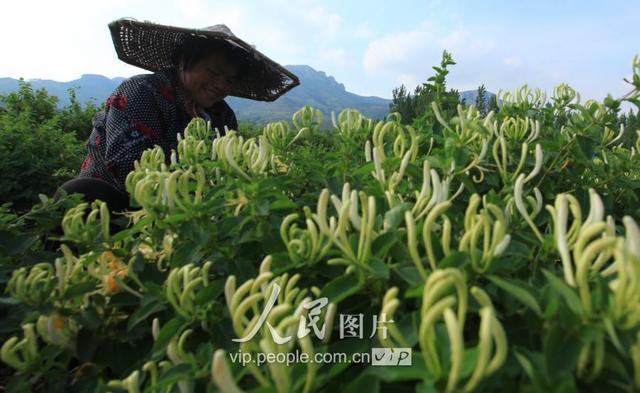 山东平邑：金银花种植助民增收