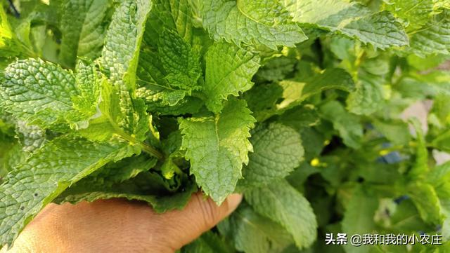 掌握薄荷种植的4种方法，5个管理规程，林下也可种出优质薄荷