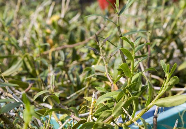 “稀有”药材种植，种植100平方,年收入达45万，有兴趣的朋友看看