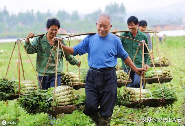 莴苣种植上市晚、产量低？9个种植管理细节手把手教你夺高产