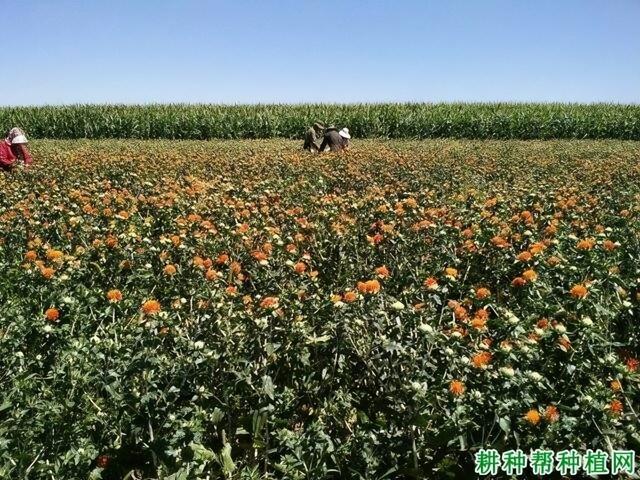 红花养殖，在河南的种植管理及栽培技术