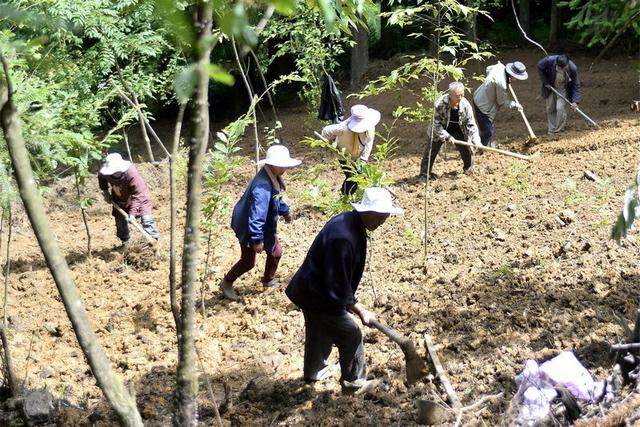 贵州大方：中药材种植让“绿色不动产”变“绿色提款机”