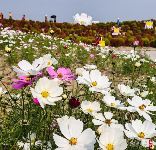 花开海上，40万株地肤进入最佳观赏期