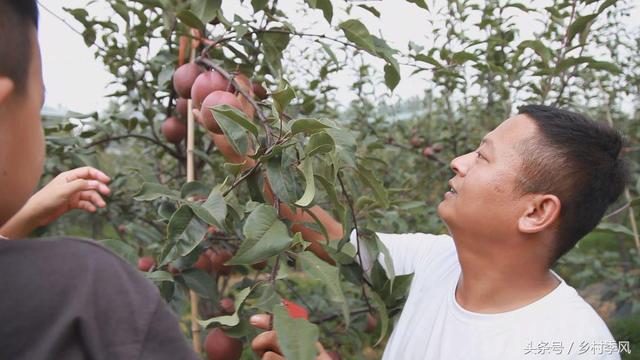 “火红”来袭，请问梨子是什么颜色