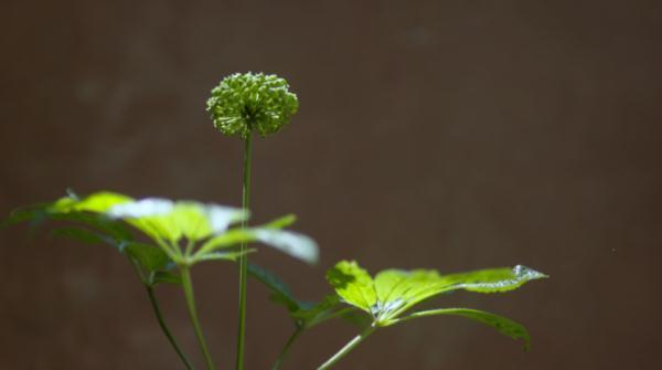 文山三七宣传片——《时光里的三七》