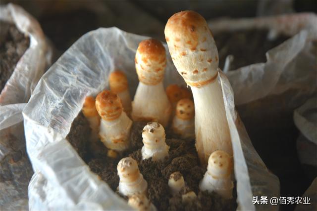 曾是北方野生蘑菇，今人工种植潜力大，因形似鸡腿而出名