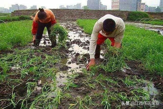 黎川人最爱吃的水蕹菜竟是这样种出来的