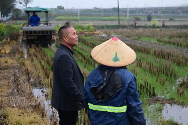 温州瑞安“种田状元”是他！打破全省吉尼斯纪录