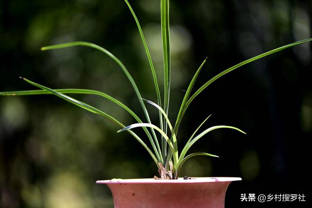 网购兰花怎么种植？记住这4条操作要领，只需要一个月就能成活