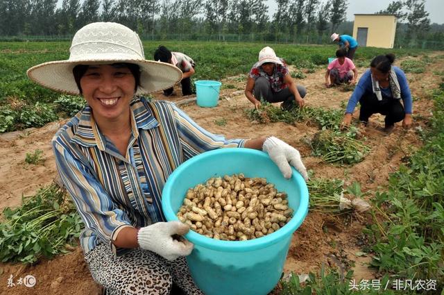 自从用上了这个种植技术，家里吃的花生、花生油都不用愁了