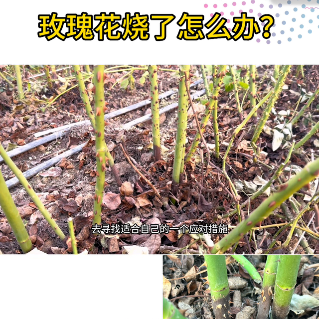 玫瑰花卉管理日常分享#了解种植技术点红心关注