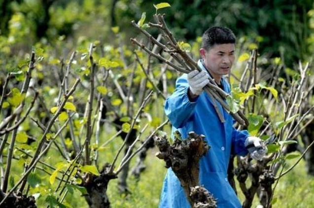 种植桑树，夏季管理很重要，掌握6点关键技术，助桑农增产又增收