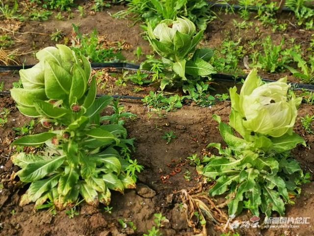 巩留县：天山雪莲低海拔人工种植成功