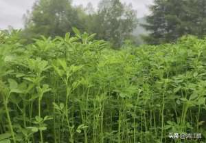 草芽菜种植技术(苜蓿芽苗菜怎么种植才可以达到优质丰产？告诉你2个“小窍门”)