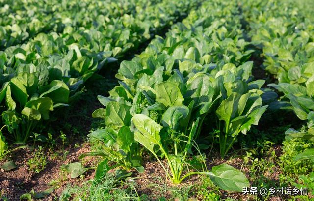 种植芹菜、菠菜、香菜，怎样出苗又快又齐？先学会这几个小技巧