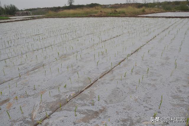 搞懂地膜大蒜覆盖二层膜管理要点，提高产量增加收益多