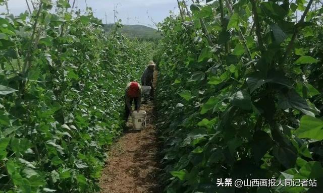 灵丘县柳科乡干部“四项活动”谋振兴促增收暖群众