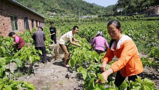 种植桑树，夏季管理很重要，掌握6点关键技术，助桑农增产又增收