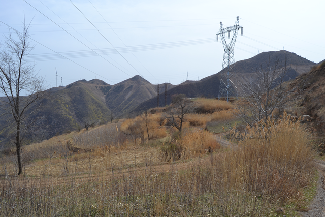 永济虞乡扶窑村：大山深处，山路陡峭，生产高山西红柿