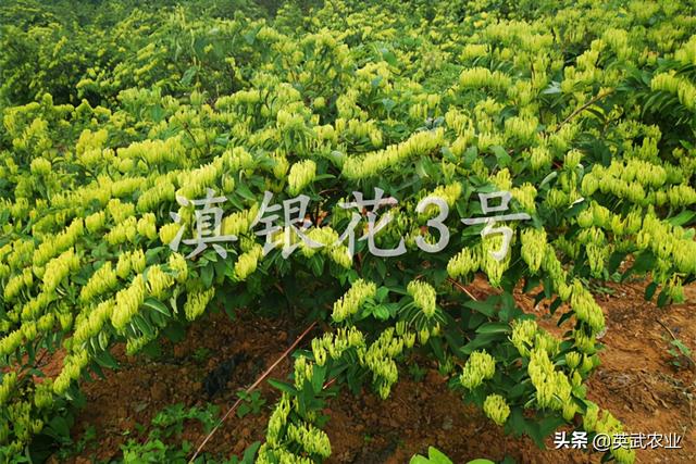 为什么很多人种植金银花赔钱