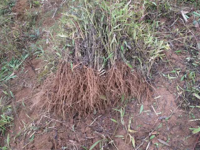 柴胡怎么种植才能长的好？中药材柴胡种植关键栽培技术