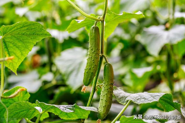 秋茬茄果蔬菜初果期巧管理，苗棵壮、结果多、膨果快、产量高