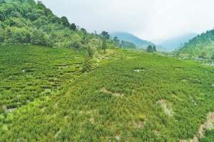 曼地亚红豆杉  种植(让红豆杉变成大凉山的“摇钱树”)