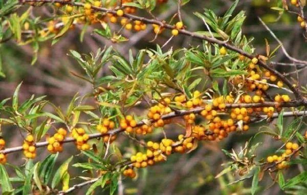 「吉农亮点」 保持水土、防风固沙，5000亩沙棘林植根“小江南”