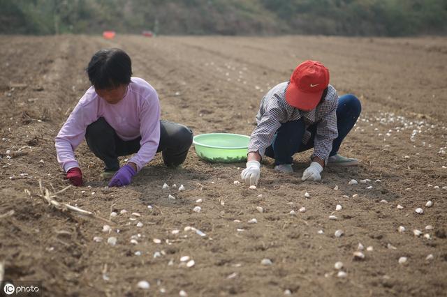 种植大蒜，深一点好还是浅一点好？听听高级农艺师怎么说