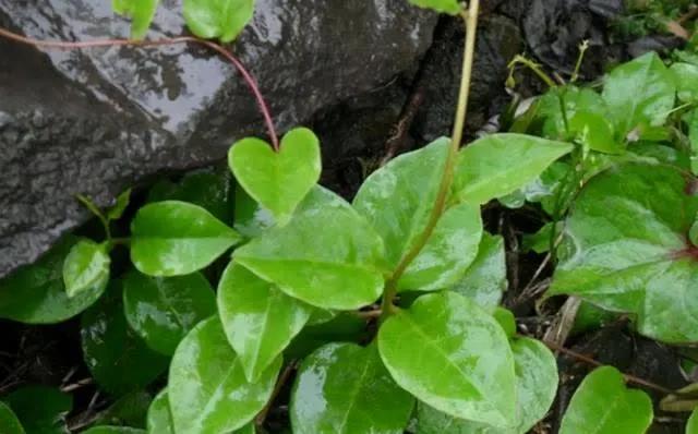 房后有1“野草”，平日最爱爬墙，遇见请珍惜，是珍贵“滕三七”