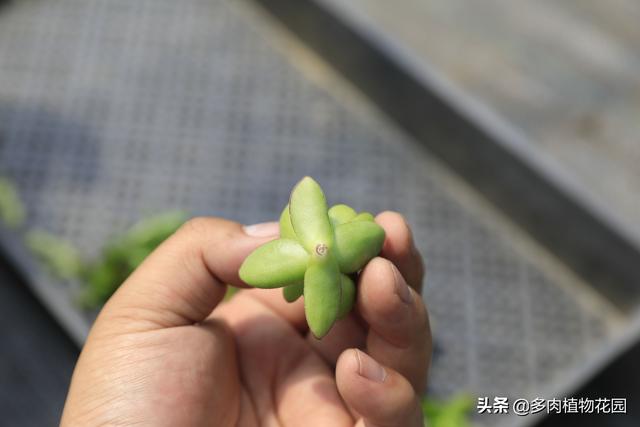 多肉植物砍头之后怎么进行扦插