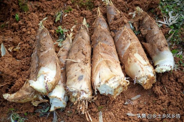 农村这种植物，嫩茎是美味蔬菜 种上后每年都能吃，可以采摘几十年