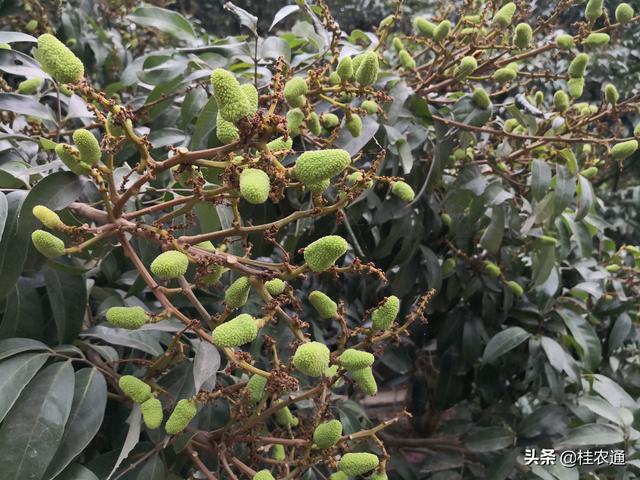 荔枝能大面积推广种植吗？太北太南不行，太暧太冷也不行