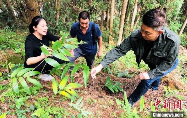 “闽东药城”福建柘荣：做活“林”文章 乡村添绿增收