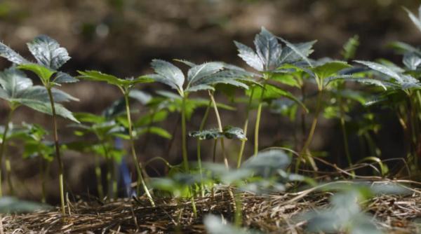 文山三七宣传片——《时光里的三七》