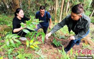 江西种植铁皮石斛(“闽东药城”福建柘荣：做活“林”文章 乡村添绿增收)