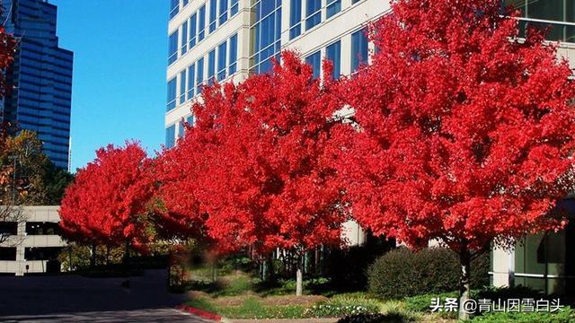 农村栽什么树最有前景？美国红枫还能种吗？（附品种推荐表）