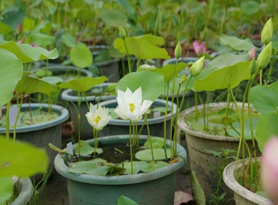 碗莲怎么种植才正确？碗莲的种植方法大全