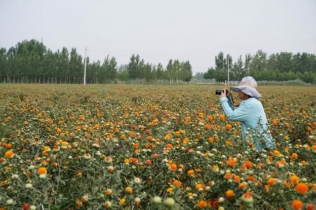 红花养殖，在河南的种植管理及栽培技术