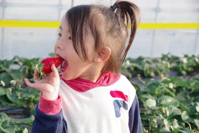 草莓又大又好吃的秘诀来啦，7个小技巧就能让你轻松种出可口草莓